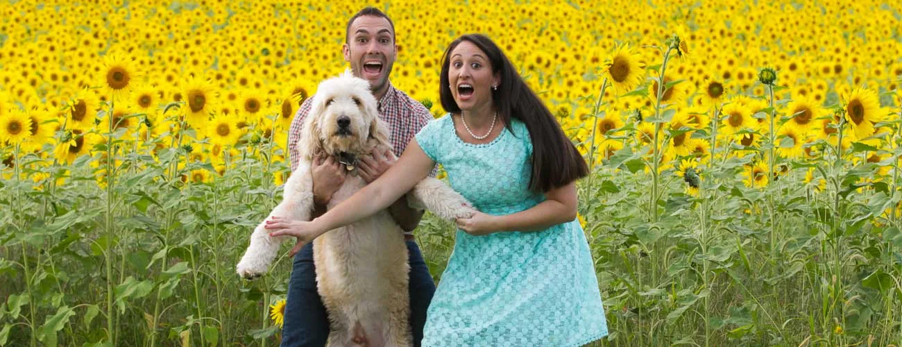 Engagement Photography: Adam & Kim in Sunflowers, Jarrettsville