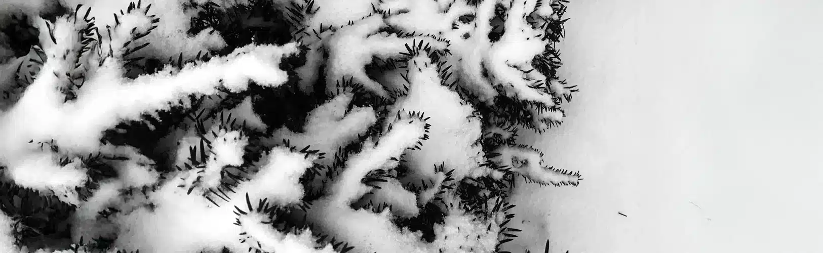 Capturing Snow-Covered Plants in Mount Vernon, Baltimore