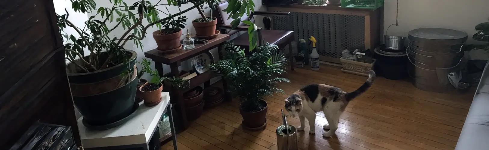 Plants for City Living: Selling the Best Indoor Greenery
