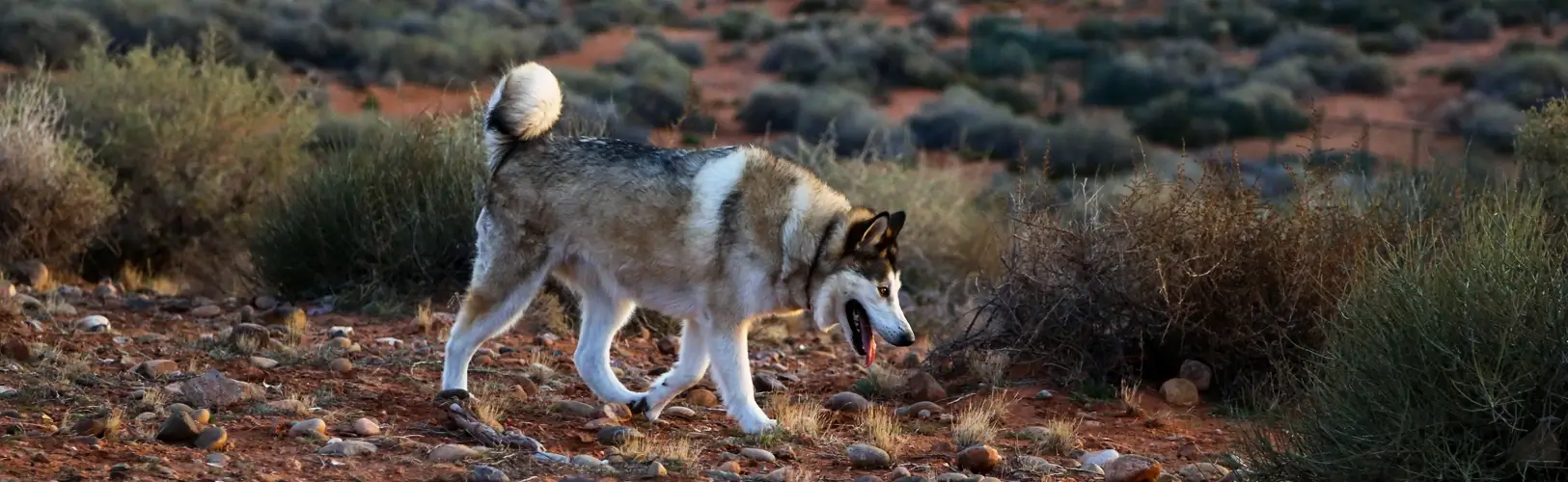 Life in Page, Arizona: A Journey Through the Colors of Lake Powell