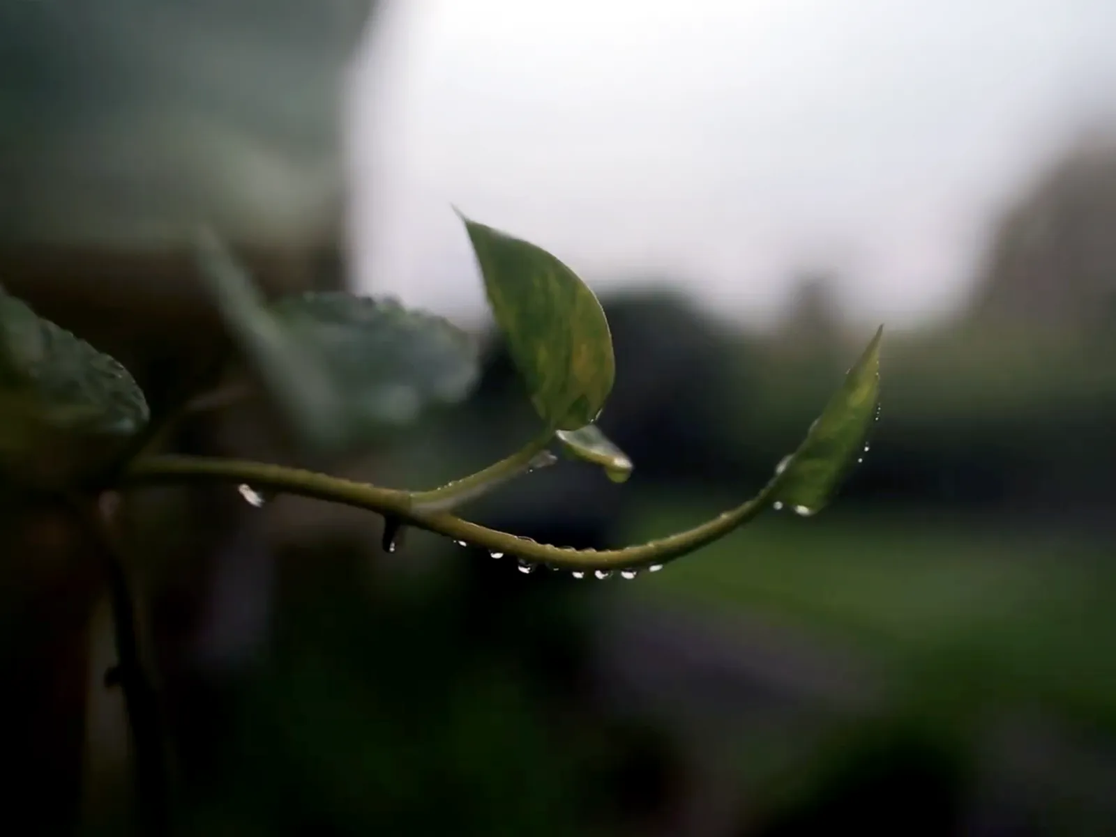 Video: Nature’s Rain in Boynton Beach, Florida’s Landscapes